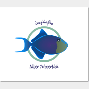 Niger Triggerfish Posters and Art